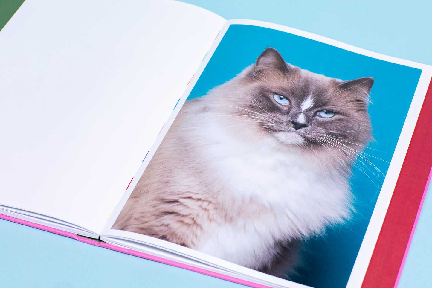 Felis Silvestris Catus - Fleur Huijsdens