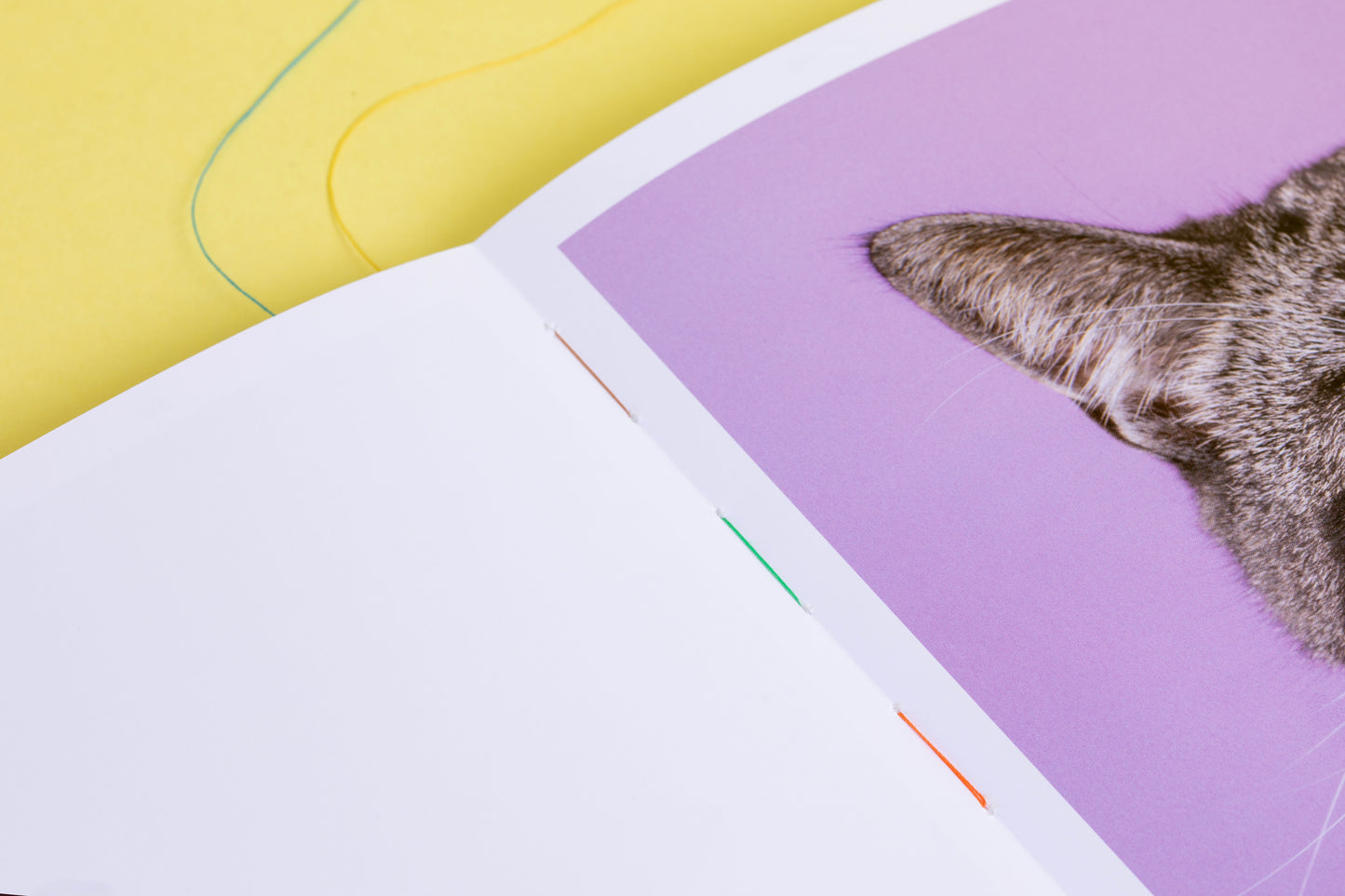 Felis Silvestris Catus - Fleur Huijsdens