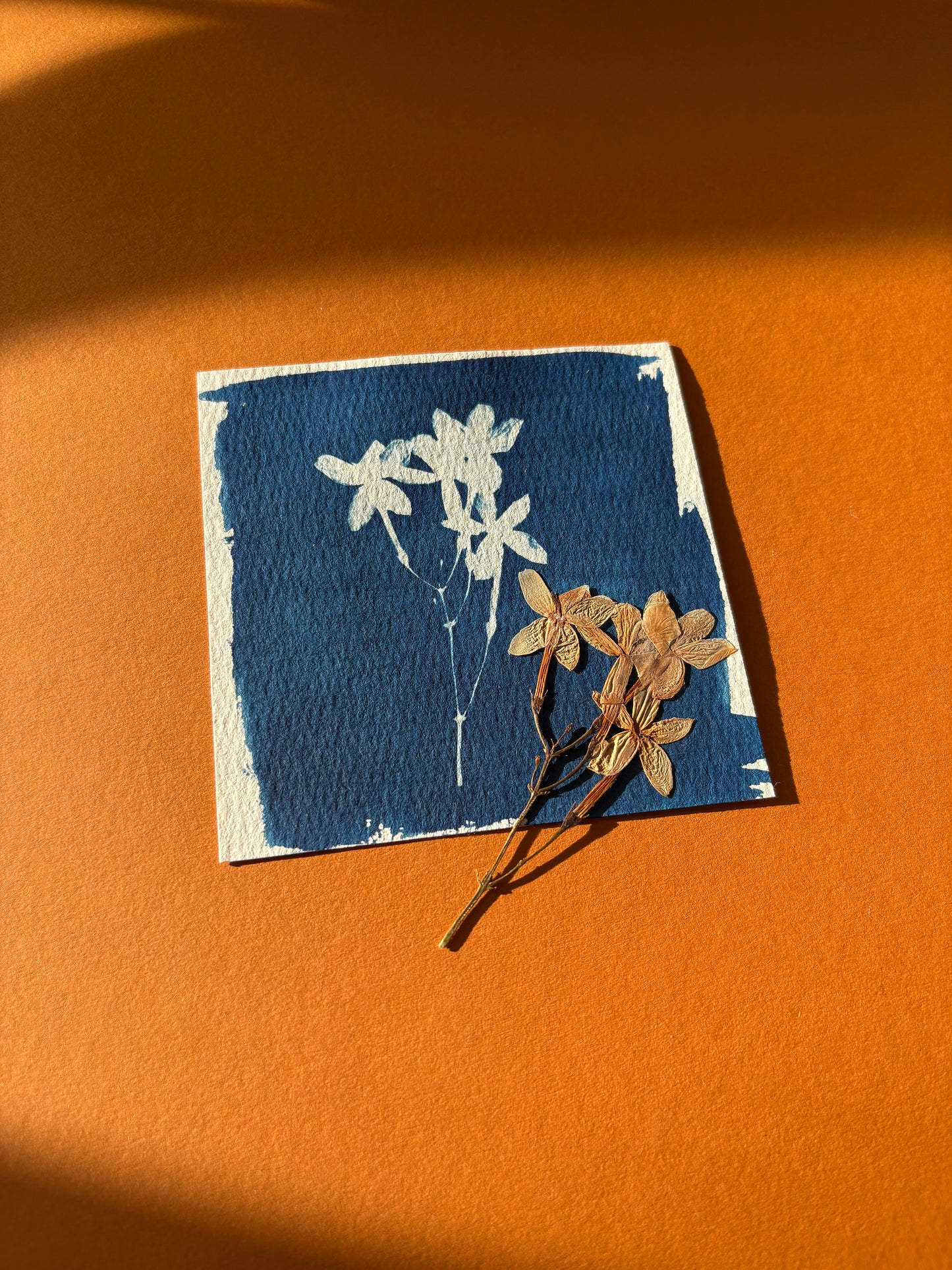 Workshop Cyanotype